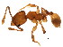  (Pheidole browni - 10COSTA-0440)  @15 [ ] CreativeCommons - Attribution (2012) CBG Photography Group Centre for Biodiversity Genomics