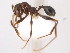  (Pheidole fallax - 10COSTA-0924)  @14 [ ] Unspecified (default): All Rights Reserved  Unspecified Unspecified