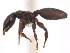  (Cephalotes MAS001 - 10COSTA-1017)  @14 [ ] Unspecified (default): All Rights Reserved  Unspecified Unspecified