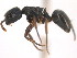  (Dolichoderus MAS001 - 10COSTA-1036)  @15 [ ] Unspecified (default): All Rights Reserved  Unspecified Unspecified