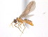  (Acropyga MAS002 - 10COSTA-1116)  @13 [ ] Unspecified (default): All Rights Reserved  Unspecified Unspecified
