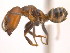  (Azteca beltii - 10COSTA-1170)  @14 [ ] Unspecified (default): All Rights Reserved  Unspecified Unspecified