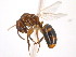  (Dolichoderini - 10COSTA-1307)  @16 [ ] Unspecified (default): All Rights Reserved  Unspecified Unspecified