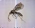  ( - BIOUG01262-C06)  @13 [ ] CreativeCommons - Attribution (2011) M. Alex Smith Centre for Biodiversity Genomics