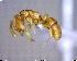  (Hypoponera MAS015 - BIOUG02018-H01)  @13 [ ] CreativeCommons - Attribution (2011) M. Alex Smith Centre for Biodiversity Genomics