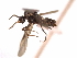  (Azteca coeruleipennis - 08COSTA-0477)  @13 [ ] Unspecified (default): All Rights Reserved  Unspecified Unspecified