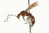  (Platythyrea prizo - 08COSTA-0195)  @14 [ ] Unspecified (default): All Rights Reserved  Unspecified Unspecified