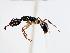  (Odontomachus MAS002 - MAS016-08)  @14 [ ] CreativeCommons - Attribution (2008) Unspecified Centre for Biodiversity Genomics