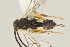  ( - DHJPAR0045176)  @12 [ ] CreativeCommons - Attribution Non-Commercial Share-Alike (2015) Jose L. Fernandez-Triana Canadian National Collection