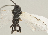  ( - DHJPAR0045190)  @12 [ ] CreativeCommons - Attribution Non-Commercial Share-Alike (2015) Jose L. Fernandez-Triana Canadian National Collection