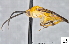  (Prasmodon bobpoolei - DHJPAR0045302)  @13 [ ] CreativeCommons - Attribution Non-Commercial Share-Alike (2015) Jose L. Fernandez-Triana Canadian National Collection