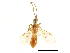  (Pseudoyelicones - DHJPAR0045816)  @13 [ ] CreativeCommons - Attribution (2018) CBG Photography Group Centre for Biodiversity Genomics