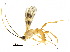  (Triraphis camilocamargoi - DHJPAR0049947)  @13 [ ] CreativeCommons - Attribution (2018) CBG Photography Group Centre for Biodiversity Genomics
