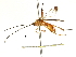  (Stantonia brookejarvisae - DHJPAR0050354)  @13 [ ] CreativeCommons - Attribution (2018) CBG Photography Group Centre for Biodiversity Genomics