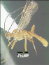  (Aleiodes kerrydresslerae - DHJPAR0063995)  @11 [ ] CreativeCommons - Attribution Share-Alike (2021) Unspecified University of Kentucky