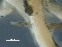  ( - DHJPAR0046196)  @11 [ ] CreativeCommons - Attribution (2019) CBG Photography Group Centre for Biodiversity Genomics