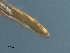  (Mermithida - DHJPAR0046202)  @11 [ ] CreativeCommons - Attribution (2019) CBG Photography Group Centre for Biodiversity Genomics