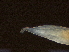  ( - DHJPAR0046223)  @11 [ ] CreativeCommons - Attribution (2019) CBG Photography Group Centre for Biodiversity Genomics