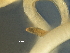  ( - DHJPAR0046268)  @11 [ ] CreativeCommons - Attribution (2019) CBG Photography Group Centre for Biodiversity Genomics