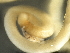  ( - DHJPAR0046268)  @11 [ ] CreativeCommons - Attribution (2019) CBG Photography Group Centre for Biodiversity Genomics