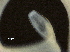  ( - DHJPAR0046349)  @11 [ ] CreativeCommons - Attribution (2019) CBG Photography Group Centre for Biodiversity Genomics
