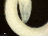  ( - DHJPAR0046349)  @11 [ ] CreativeCommons - Attribution (2019) CBG Photography Group Centre for Biodiversity Genomics