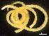  ( - DHJPAR0046388)  @11 [ ] CreativeCommons - Attribution (2019) CBG Photography Group Centre for Biodiversity Genomics