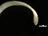  ( - DHJPAR0046394)  @11 [ ] CreativeCommons - Attribution (2019) CBG Photography Group Centre for Biodiversity Genomics