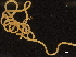  ( - DHJPAR0047362)  @11 [ ] CreativeCommons - Attribution (2019) CBG Photography Group Centre for Biodiversity Genomics