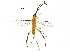  (Orgilus normplatnicki - DHJPAR0048166)  @13 [ ] CreativeCommons - Attribution (2018) CBG Photography Group Centre for Biodiversity Genomics