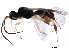  (Ascogaster Malaise9605 - DHJPAR0048332)  @13 [ ] CreativeCommons - Attribution (2018) CBG Photography Group Centre for Biodiversity Genomics