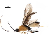  (Clinocentrus andywarreni - DHJPAR0049287)  @13 [ ] CreativeCommons - Attribution (2018) CBG Photography Group Centre for Biodiversity Genomics
