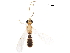  (Stiropius bencrairi - DHJPAR0049332)  @13 [ ] CreativeCommons - Attribution (2018) CBG Photography Group Centre for Biodiversity Genomics