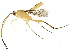  ( - DHJPAR0049372)  @11 [ ] CreativeCommons - Attribution (2018) CBG Photography Group Centre for Biodiversity Genomics