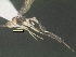  (Stantonia robinkazmierae - DHJPAR0049427)  @11 [ ] CreativeCommons Attribution NonCommercial ShareAlike (2021) M. J. Sharkey University of Kentucky