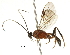  (Aleiodes mayrabonillae - DHJPAR0051676)  @13 [ ] CreativeCommons - Attribution (2018) CBG Photography Group Centre for Biodiversity Genomics