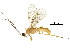  (Aleiodes terryerwini - DHJPAR0061494)  @14 [ ] CreativeCommons - Attribution (2018) CBG Photography Group Centre for Biodiversity Genomics