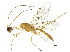  (Aleiodes adrianforsythi - DHJPAR0061499)  @12 [ ] CreativeCommons - Attribution (2018) CBG Photography Group Centre for Biodiversity Genomics