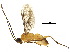  (Aleiodes bobandersoni - DHJPAR0062156)  @12 [ ] CreativeCommons - Attribution (2018) CBG Photography Group Centre for Biodiversity Genomics