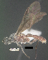  (Aleiodes alexsmithi - DHJPAR0062173)  @11 [ ] CreativeCommons Attribution NonCommercial ShareAlike (2021) M. J. Sharkey University of Kentucky