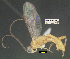  (Aleiodes pammitchellae - DHJPAR0062177)  @13 [ ] CreativeCommons Attribution NonCommercial ShareAlike (2021) M. J. Sharkey University of Kentucky