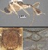  (Mesochorus unocerodos - DHJPAR0049440)  @11 [ ] CreativeCommons Attribution NonCommercial ShareAlike (2021) M. J. Sharkey University of Kentucky