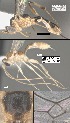  (Mesochorus unoceroocho - DHJPAR0060102)  @11 [ ] CreativeCommons Attribution NonCommercial ShareAlike (2021) M. J. Sharkey University of Kentucky