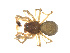  ( - CHARS00020-C12)  @11 [ ] CreativeCommons - Attribution (2020) Unspecified Centre for Biodiversity Genomics