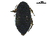  ( - CHARS00043-A04)  @11 [ ] CreativeCommons - Attribution (2019) CBG Photography Group Centre for Biodiversity Genomics