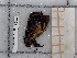  ( - BC-MNHN-LEP-03664)  @11 [ ] rodolphe.rougerie@mnhn.fr (2023) Rodolphe Rougerie Museum National d'histoire Naturelle