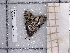  ( - BC-MNHN-LEP-03673)  @11 [ ] rodolphe.rougerie@mnhn.fr (2023) Rodolphe Rougerie Museum National d'histoire Naturelle