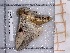  ( - BC-MNHN-LEP-03948)  @11 [ ] rodolphe.rougerie@mnhn.fr (2023) Rodolphe Rougerie Museum National d'histoire Naturelle