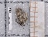  ( - BC-MNHN-LEP-03696)  @11 [ ] rodolphe.rougerie@mnhn.fr (2023) Rodolphe Rougerie Museum National d'histoire Naturelle