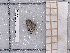  ( - BC-MNHN-LEP-03704)  @11 [ ] rodolphe.rougerie@mnhn.fr (2023) Rodolphe Rougerie Museum National d'histoire Naturelle